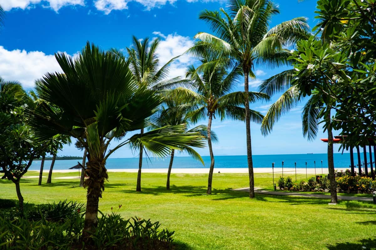 fijian Iconic Palm Trees