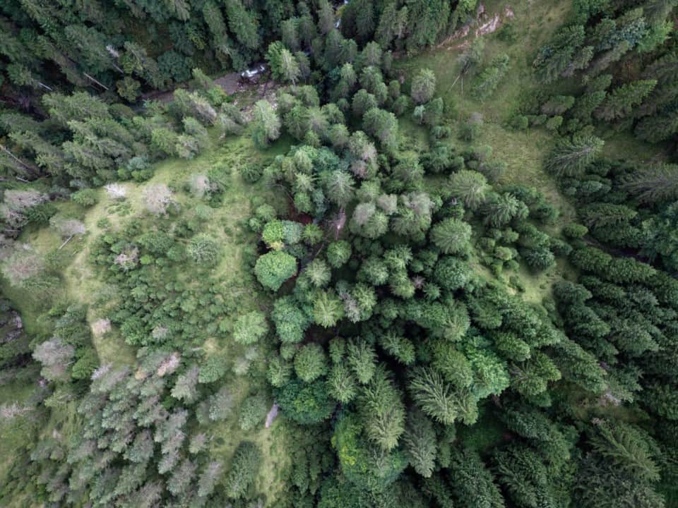 grüne Wälder
