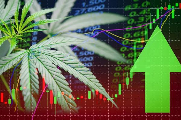 Aurora stocks are lighting up, even as cannabis company struggles with cash